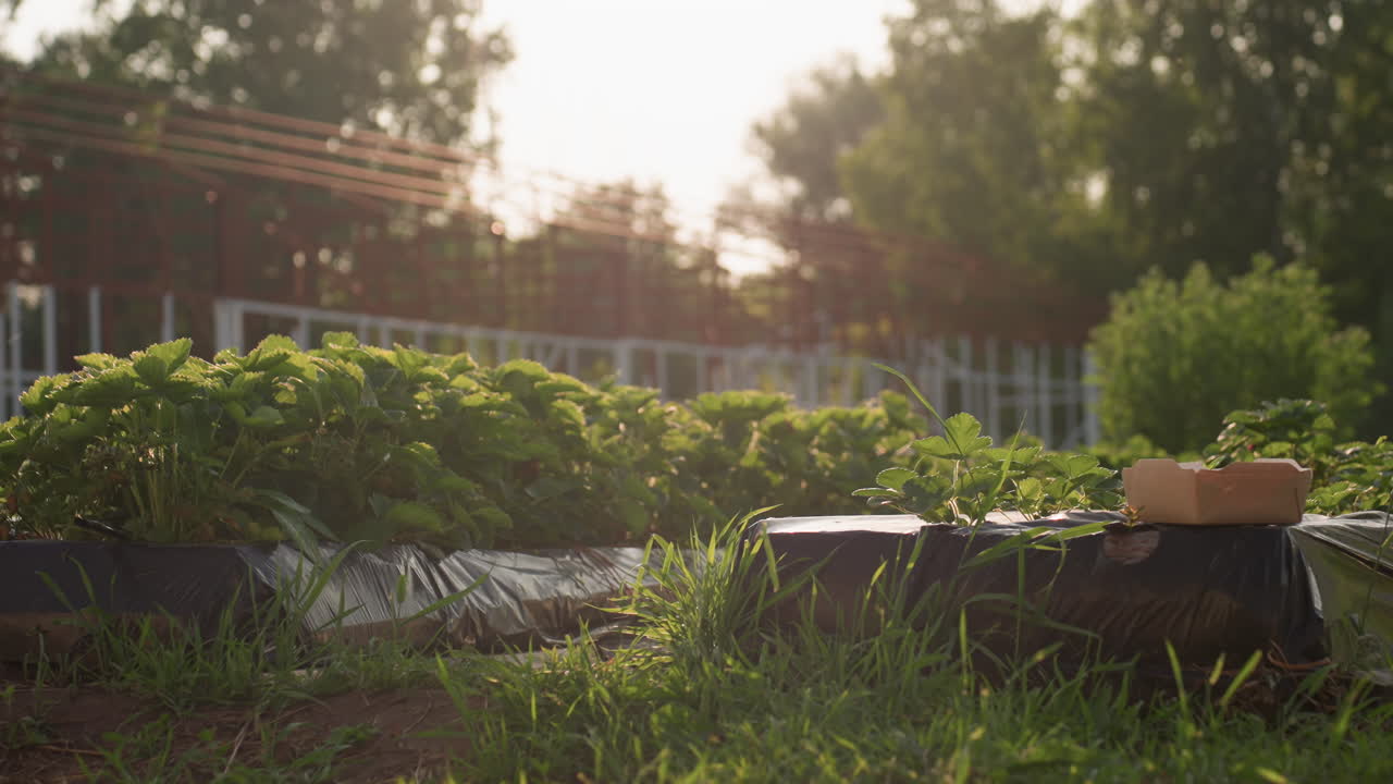 rows of strawberry plants on raised plastic beds bordered by tall green grass, traces of dew glistening on leaves, empty cardboard baskets awaiting harvest beside red metal frame