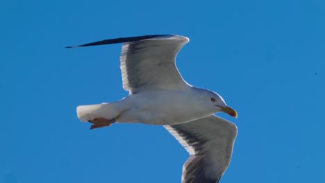 seagull soaring against bright blue sky background