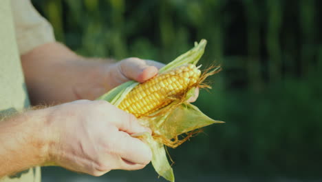 the farmer examines the head of corn standing in the field 4k video