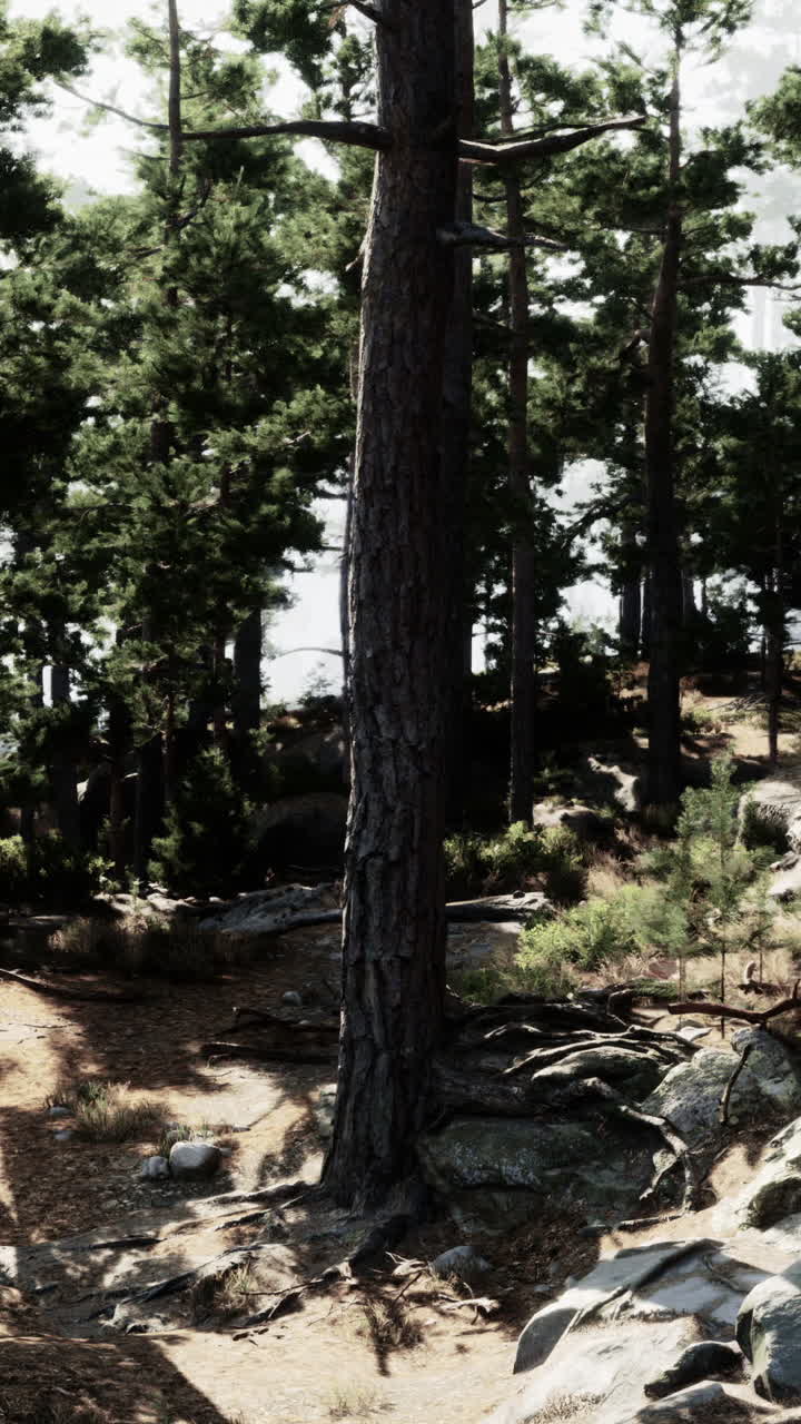 Il sentiero della foresta di pini illuminata dal sole