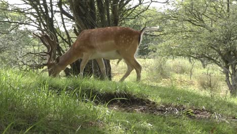 renos pastando en la naturaleza holandesa