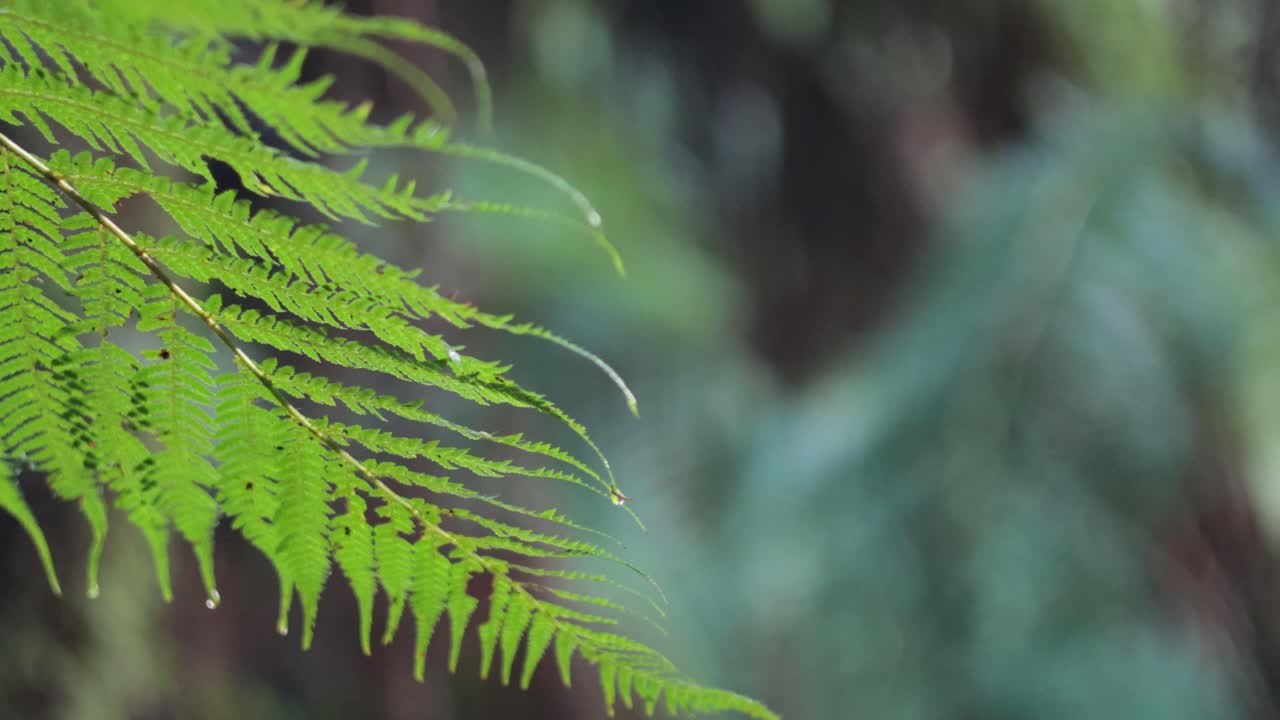 primer plano de hojas de helecho en un bosque tropical