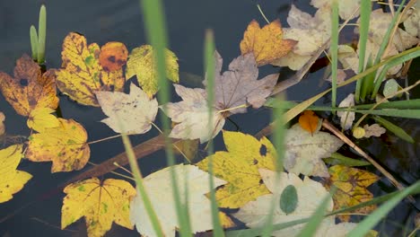 leaves falling down from tree in water