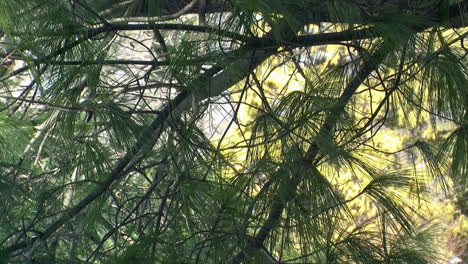 Close-up-of-pine-tree-branches