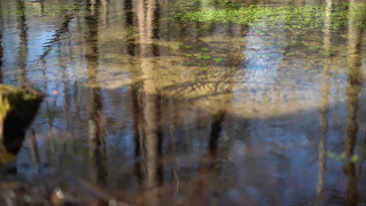 Trees growing out of a wetland pond with the reflection of the forest and sky on the surface of the clear water