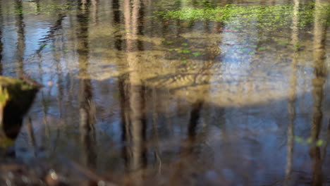 Trees-growing-out-of-a-wetland-pond-with-the-reflection-of-the-forest-and-sky-on-the-surface-of-the-clear-water