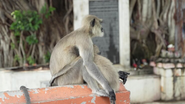 A Hanuman or langur is sitting on a concrete wall