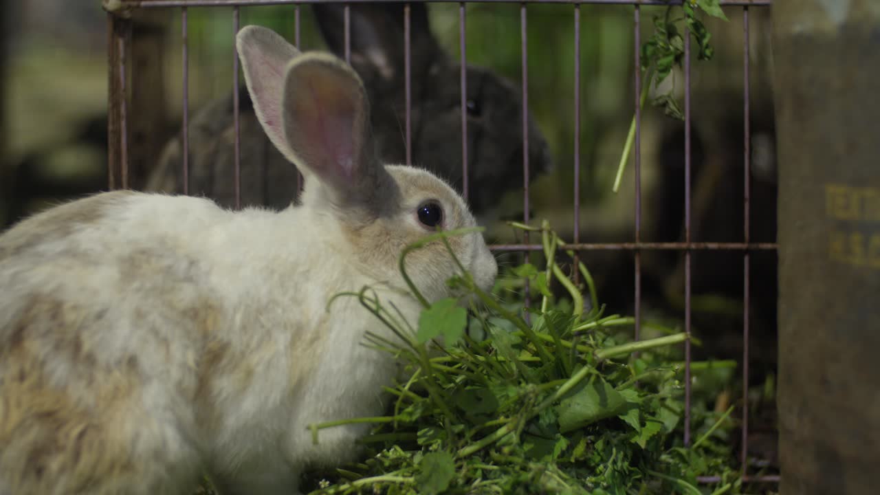 Rabbit happily grazing on lush green grass