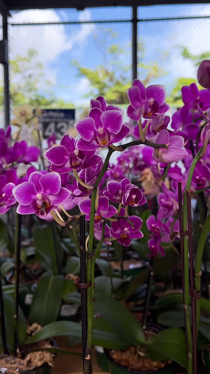 Close-up of Purple Orchids