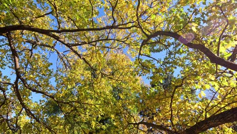 tree branches swaying under clear blue sky