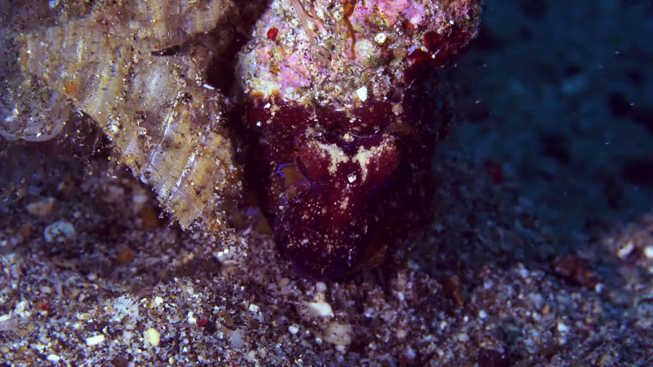 mototi ocellate pulpo lembeh indonesia 4k 25fps