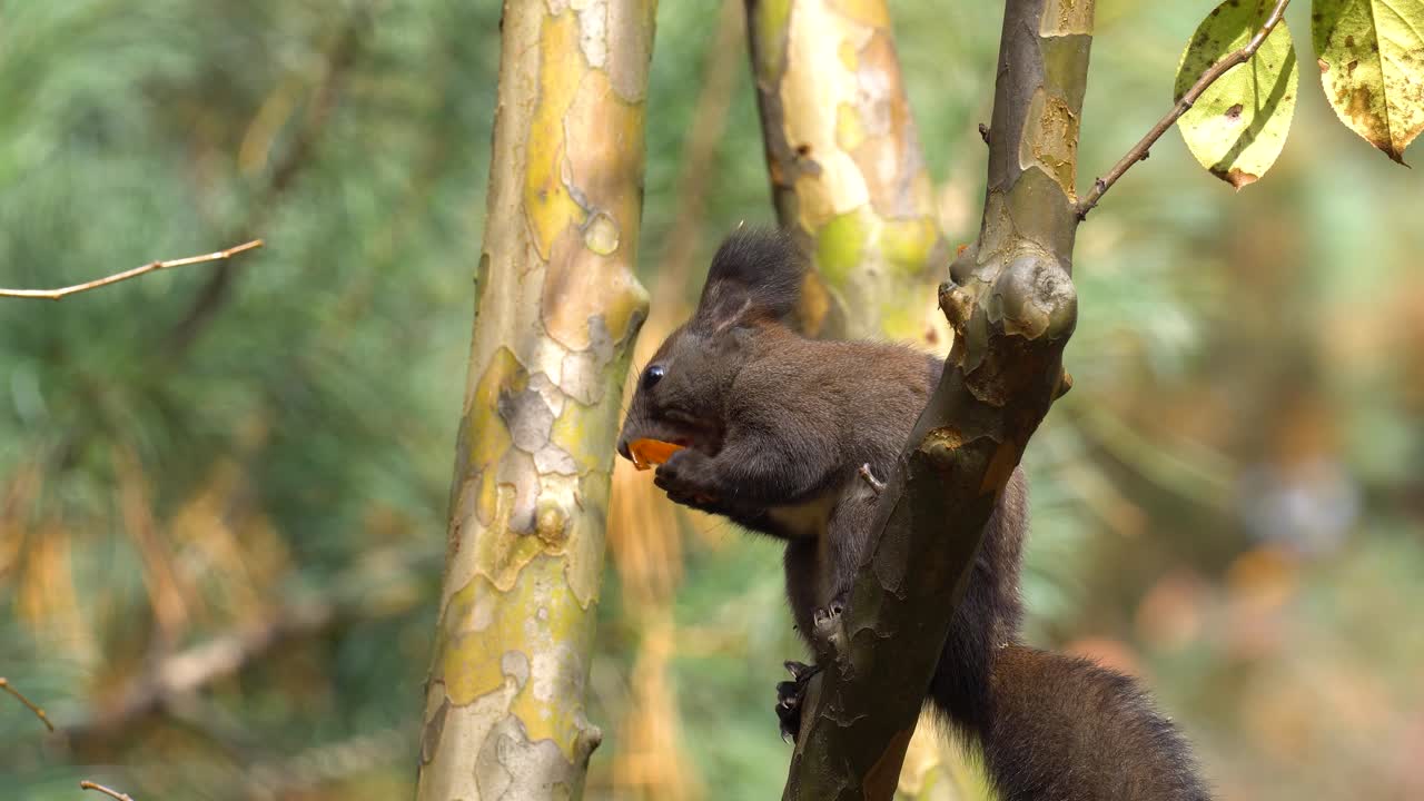 ardilla comiendo fruta de caqui mientras se sienta en una rama de árbol en el bosque mixto de otoño - plano medio