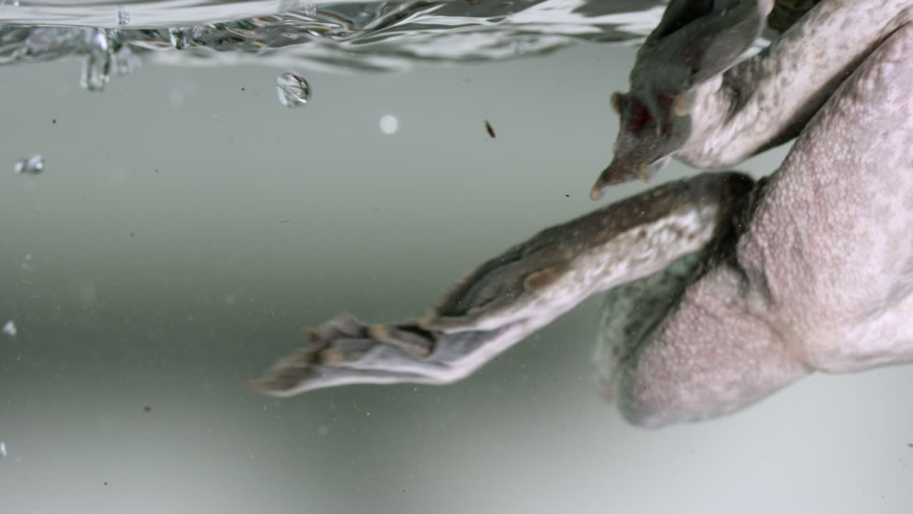 수족관에서 개구리 수영 treding 물 - 다리에 가까이 - 흰색 배경에 고립