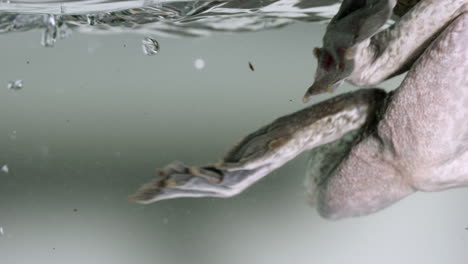 frog swiming treding water in aquarium - close up on legs - isolated on white background