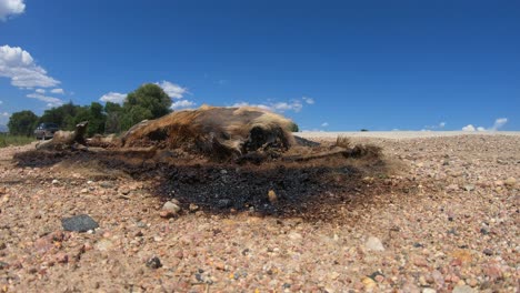 Road-kill-deer-rotting-next-to-highway-with-trucks-and-cars-driving-by