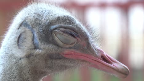 extreme close up profile shot of a sleeping common ostrich, struthio camelus, head feathers with thin layer of down and fully closed eye at wildlife sanctuary park