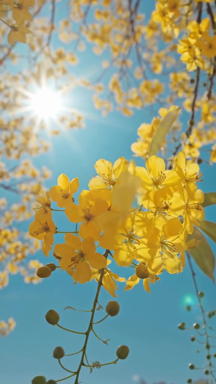 Fiori di Pioggia d'Oro che sbocciano sotto il sole splendente