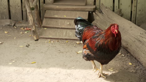 Rooster-Feeding-And-Pecking-Food-On-The-Ground-In-Granby-Zoo,-Quebec,-Canada