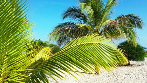 Braune-Und-Grüne-Blätter-Von-Palmen,-Die-Am-Weißen-Sandstrand-Im-Ruhigen-Garten-Des-Ferienresorts-Gepflanzt-Sind