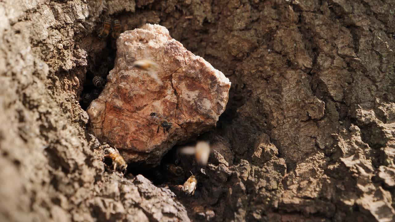 fotograma completo: abejas africanas zumbando alrededor de su colmena escondidas en un árbol
