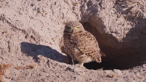 lechuza de madriguera parada al lado del agujero cuidando el hogar - cámara lenta de tiro ancho