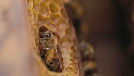 side view of a honey comb with a honey bee cleaning up its face with legs as other emerges from behind