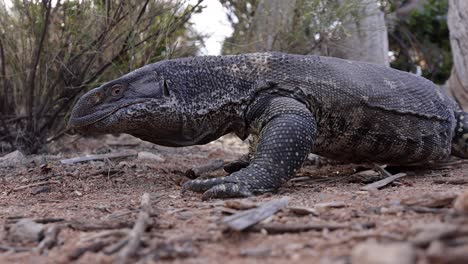 black throated monitor lizard walking in desert flicking tongue low angle slomo