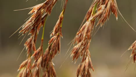 slow motion close up of flowering grass