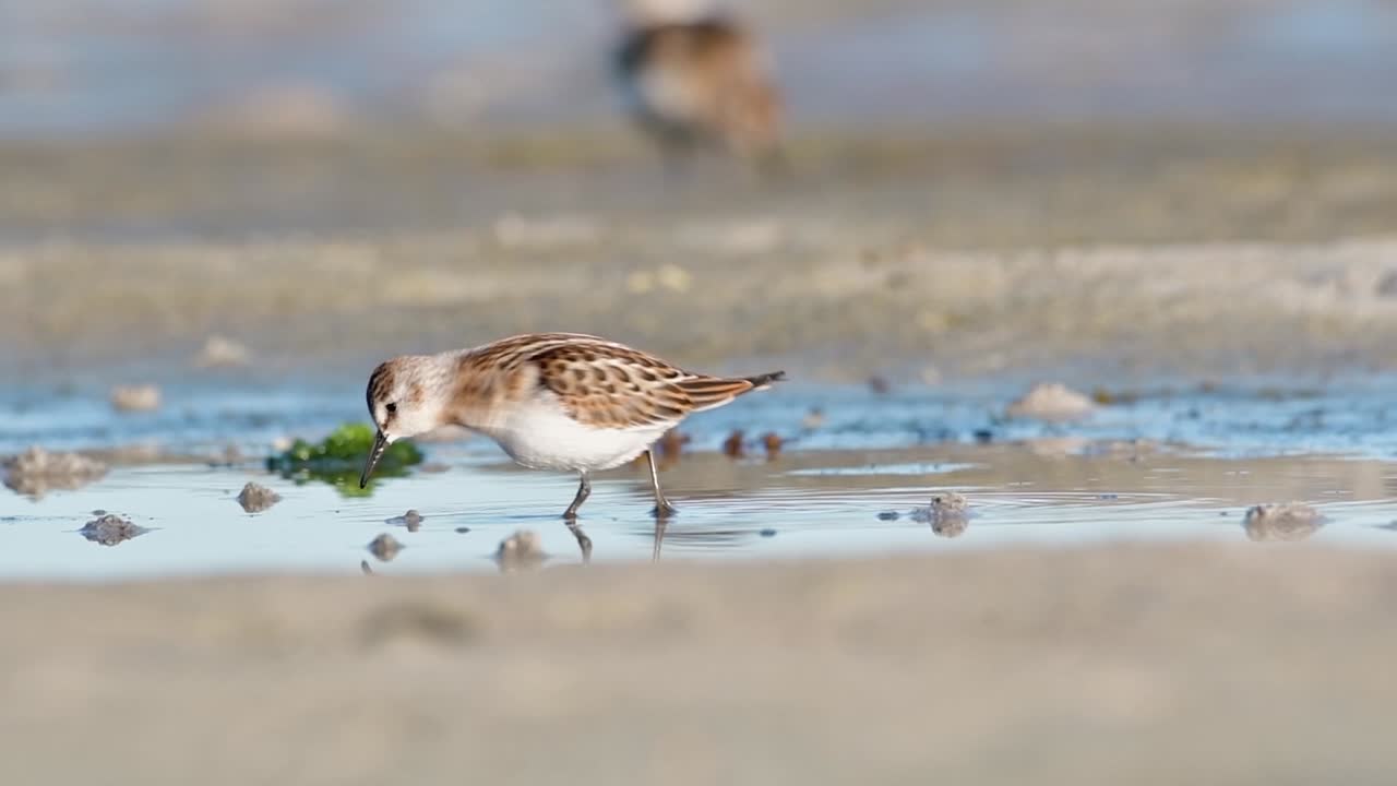 Two Little Stints Foraging in Their Natural Habitat in Western Norway