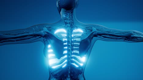 examen radiológico de los pulmones humanos