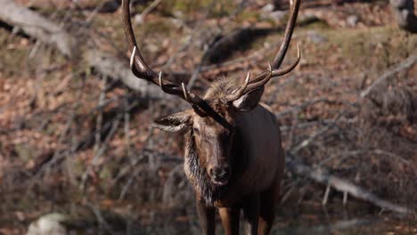 elk bull with dripping wet face slomo