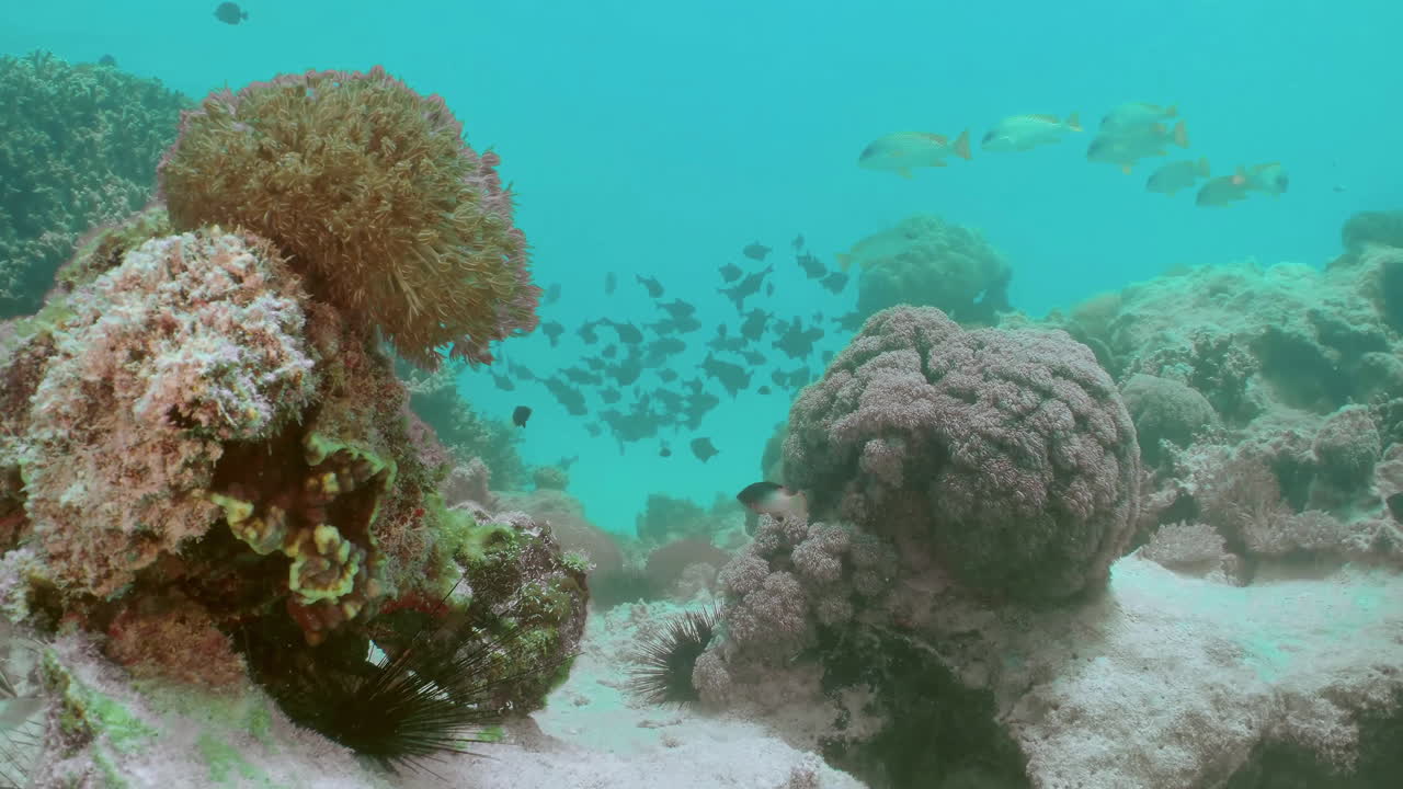 Sunflower coral. Closeup of yellow coral polyp and tropical fish at backstage