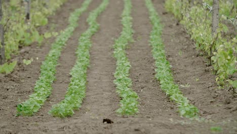 filas de cultivos que crecen en el jardín, inclinarse hacia arriba