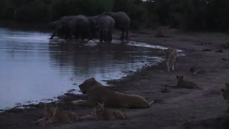 Elephant-Herd-Stay-Close-Together-Watching-Lions-at-Waterhole