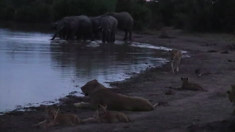 elephant herd stay close together watching lions at waterhole