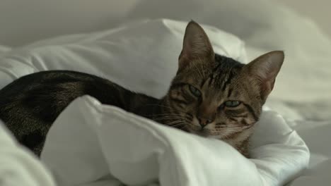 gato en una cama sin sábanas
