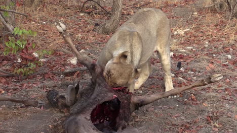 lioness feeding on the remains of a previously killed wildebeest, still flesh on the bones but ribs sticking out, medium shot