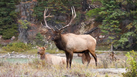 alce toro con cuernos impresionantes cornetas cerca de las vacas durante la rutina