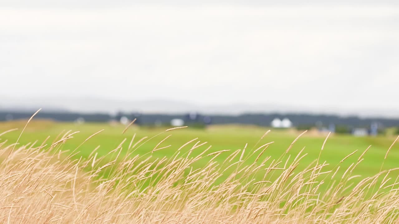 Close-up of golden grass gently swaying with a distant green field and cloudy sky.