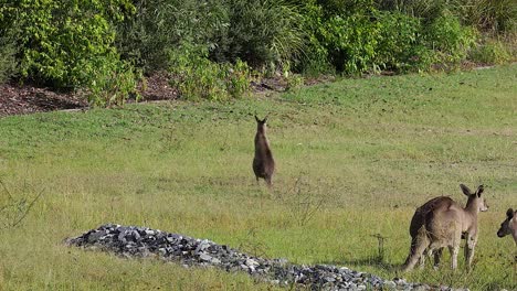 los canguros pastan en un campo abierto en australia 4
