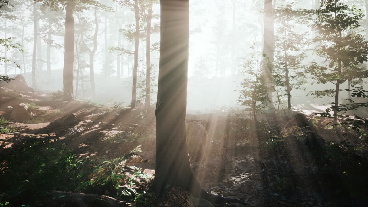 아침 안개 속 의 웅장 한 숲 의 파노라마 뷰