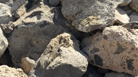 lagarto gallotia intermedia hembra y macho preguntándose dentro y fuera de las rocas, de cerca