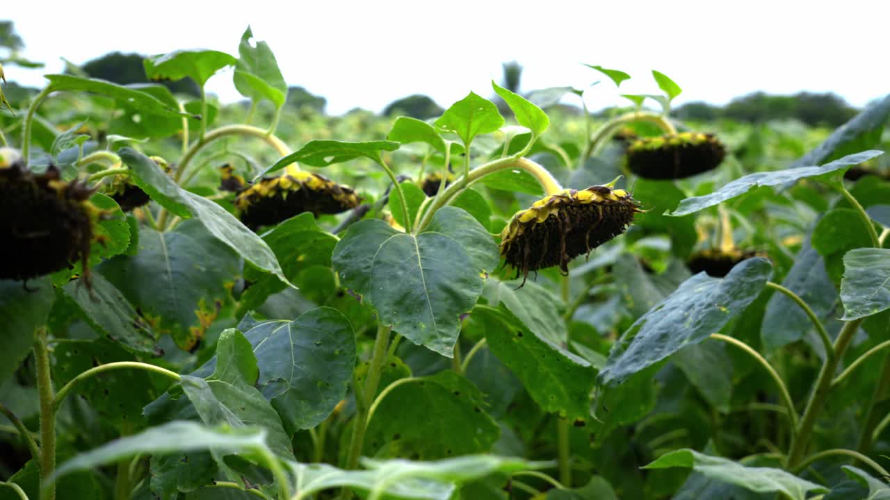 Agricultural field of dry ripe sunflower ready for harvest at sunny autumn day close up,focusing on the texture of the drying seeds