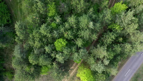 Vista-Aérea-Del-Bosque-De-Pinos-En-Verano