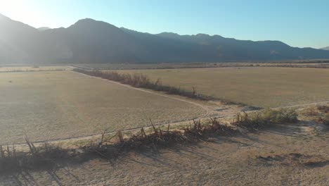 Slow-pull-away-aerial-shot-of-two-rows-of-dead-trees-along-side-a-dirt-road-in-the-desert