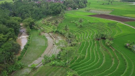 aerial footage of beautiful green terraced rice field with some coconut trees