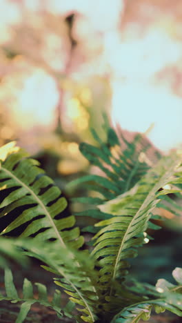 close-up of a lush green fern