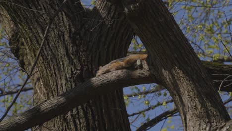 Una-Ardilla-Se-Relaja-En-La-Rama-De-Un-árbol,-Disfrutando-De-Una-Tranquila-Siesta-Bajo-El-Cálido-Sol