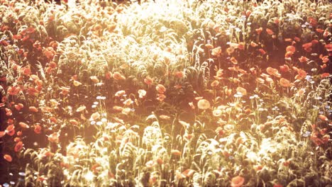 wild field flowers at summer sunset