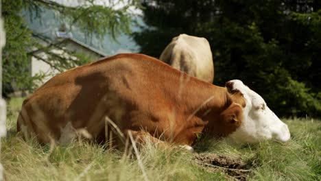 a brown cow laying in the grass bothered by flies